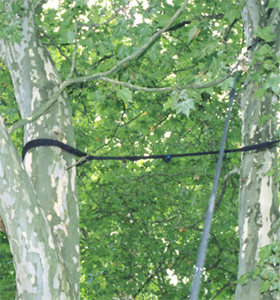 consolidamento_alberi